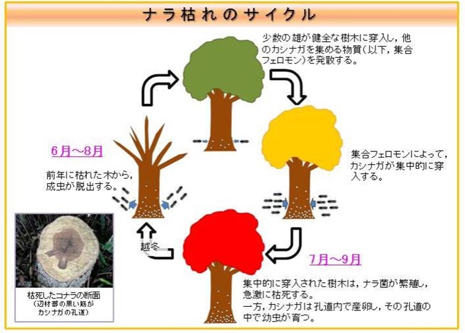 ナラ枯れ発生メカニズム.