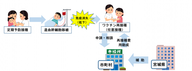 骨髄移植後再接種（イメージ図）