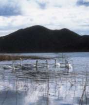 釜房湖に飛来したハクチョウ（画像）