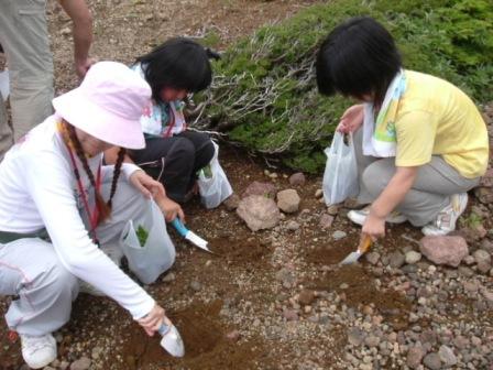 ミネヤナギの植栽3