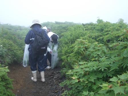 植生復元作業の様子