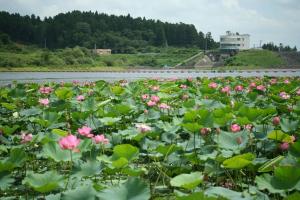 化女沼のハス