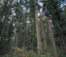 登山道のスギ林（画像）