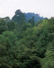斗蔵の森（画像）