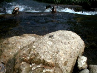 下流河川の写真です