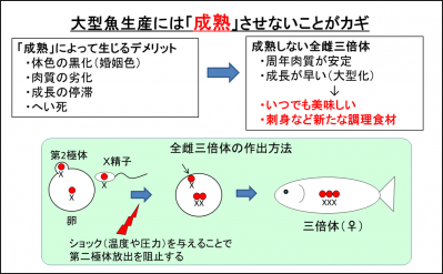 全雌三倍体イワナとは