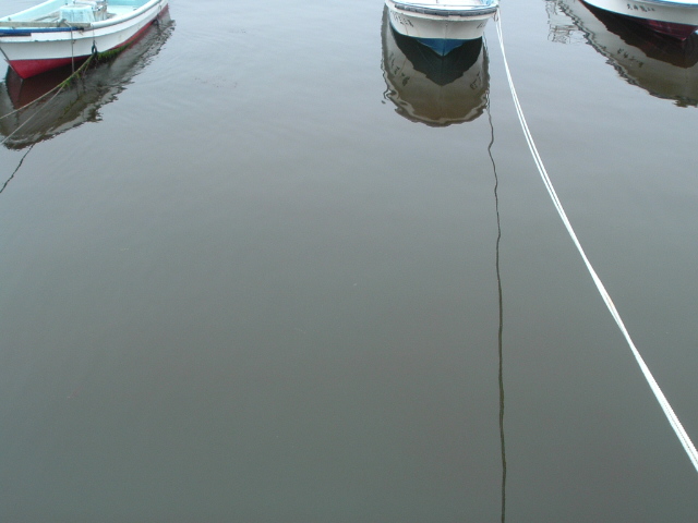 水面が茶褐色になったヘテロシグマ・アカシオによる赤潮の写真です