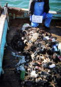 集積された漁業系廃棄物の写真