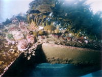 増殖礁に生育するアラメを食べるために寄ってきたエゾアワビの写真
