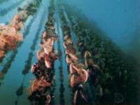 ホタテ養殖の海中写真