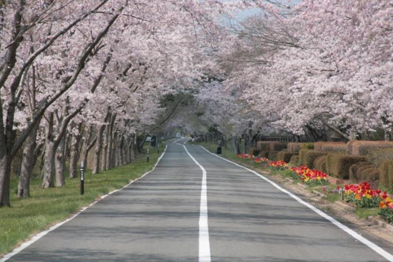 矢本の桜並木の写真です。