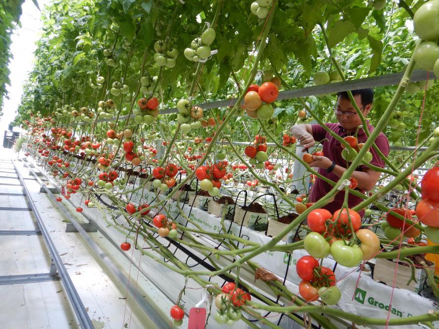 トマトの収穫調査