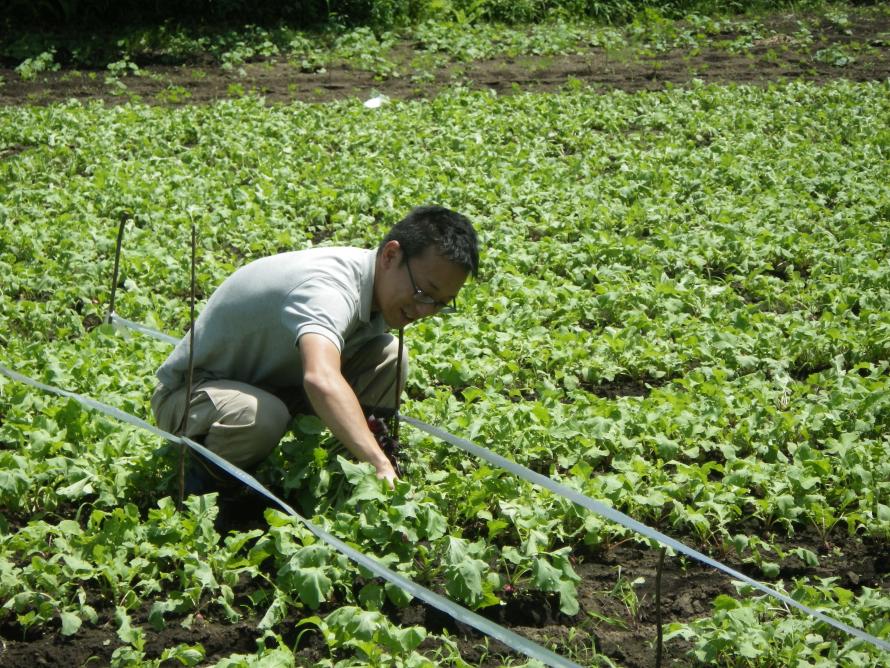 二十日大根の防除効果調査