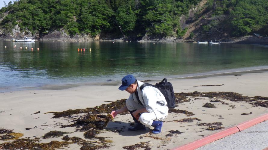 海藻分布調査の様子