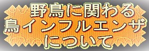 野鳥に関わる鳥インフルエンザについて