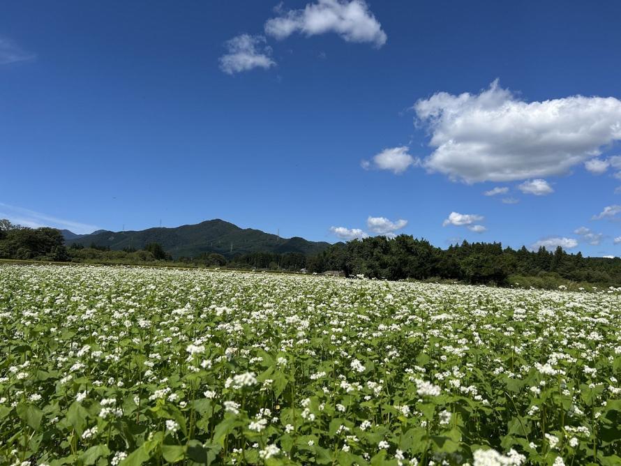 仙南地域の山々を臨むそばの花畑