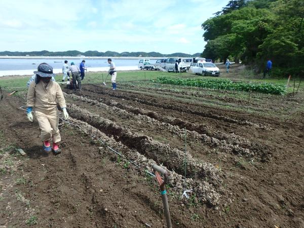 堆肥を入れたほ場