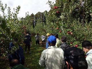 りんごのジョイントV字樹形栽培