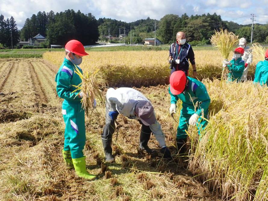 稲刈りのコツを教えて貰います