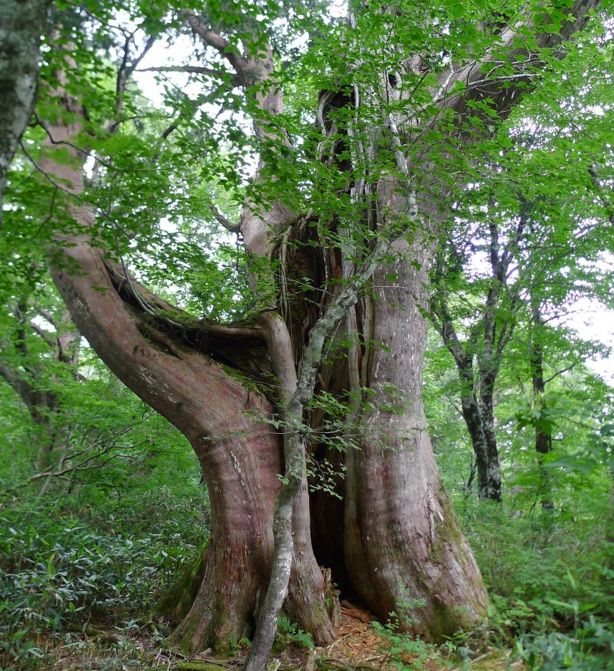 花山の千年クロベ