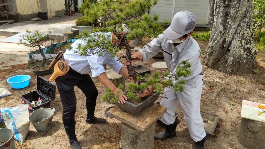 植えかえ作業