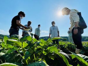 ほ場を確認する様子