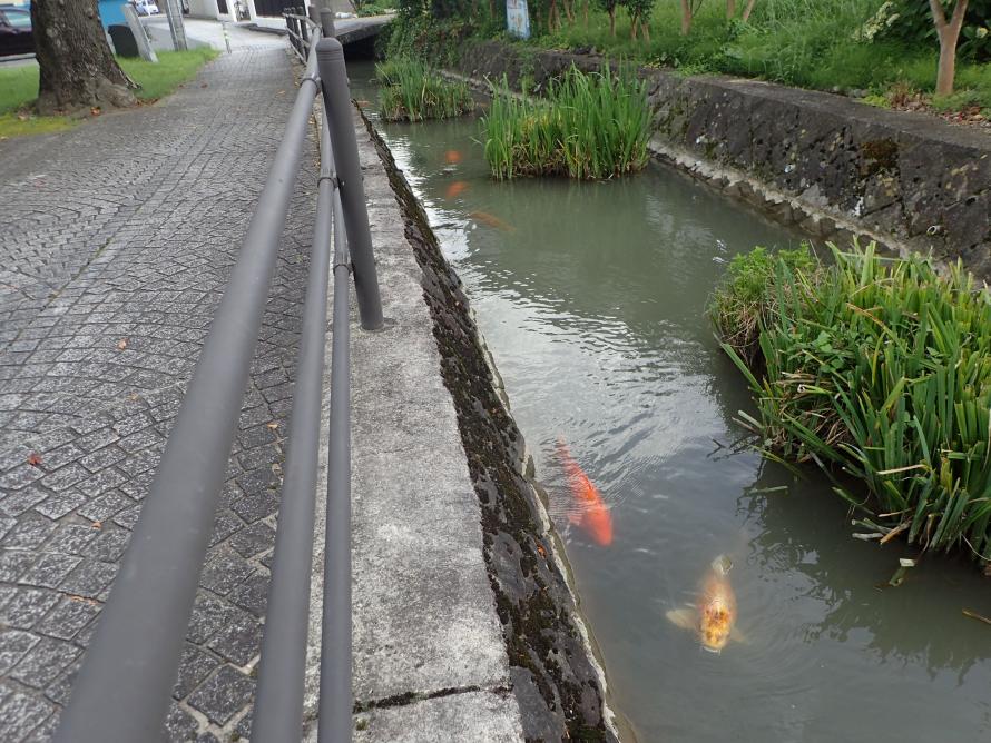 内川を泳ぐ錦鯉