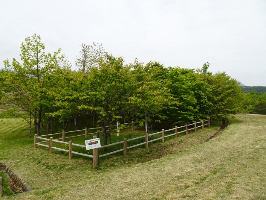 野営場お手植え木