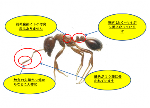 ヒアリの特徴と識別のポイント