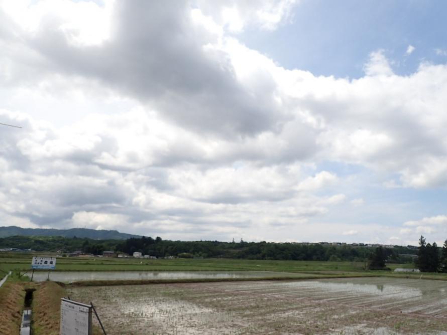 田植え