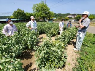 白石そらまめ現地検討会