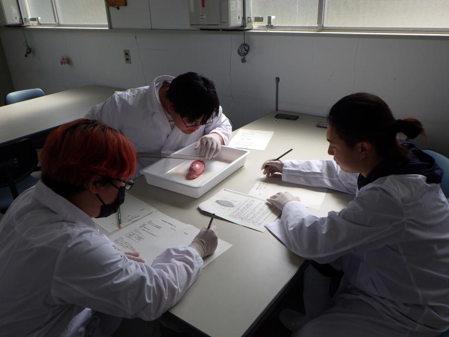 解剖の様子