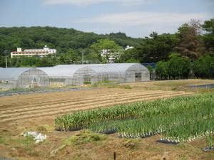 園芸学部ほ場