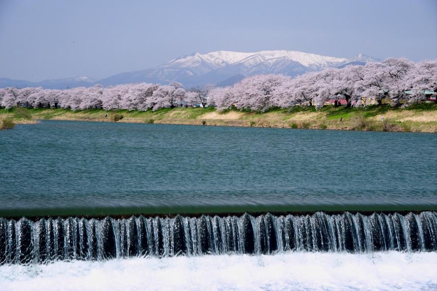 白石川堤を彩る桜