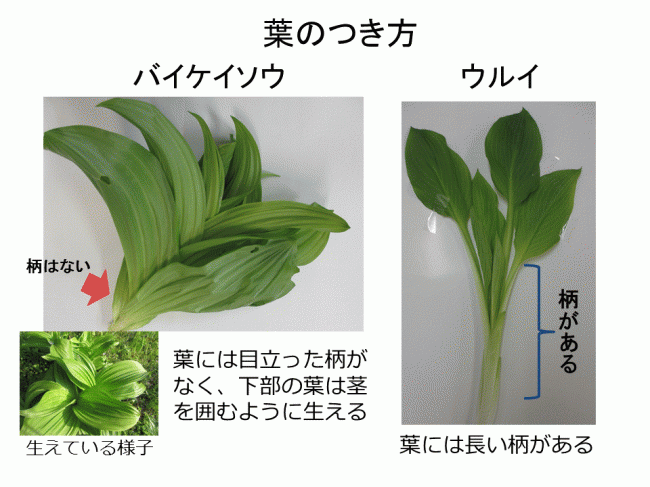 バイケイソウ葉のつき方画像