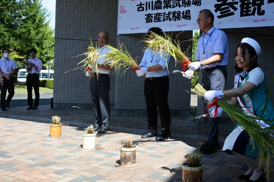 参観デーは稲刈で開幕