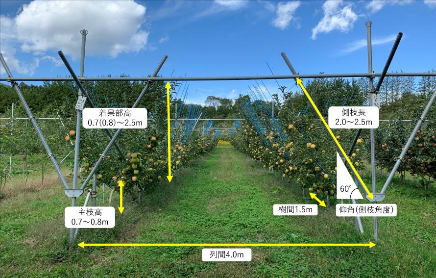 リンゴジョイントV樹形の栽培様式