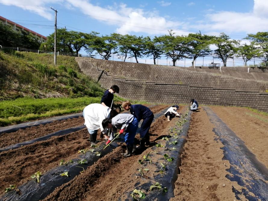 サツマイモ定植