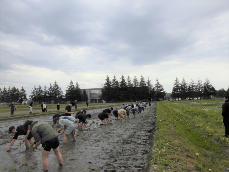 田植練習1