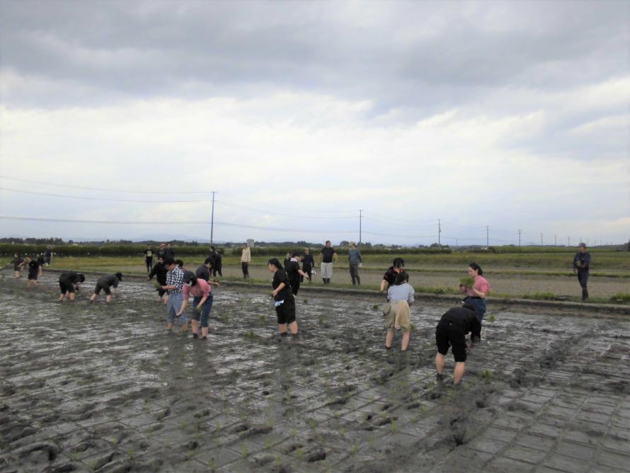 田植練習3