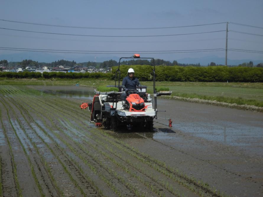 田植3