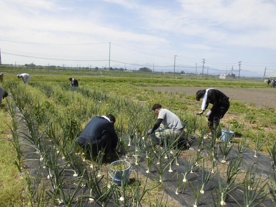 たまねぎ除草1