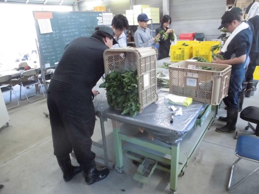 ほうれんそう収穫3