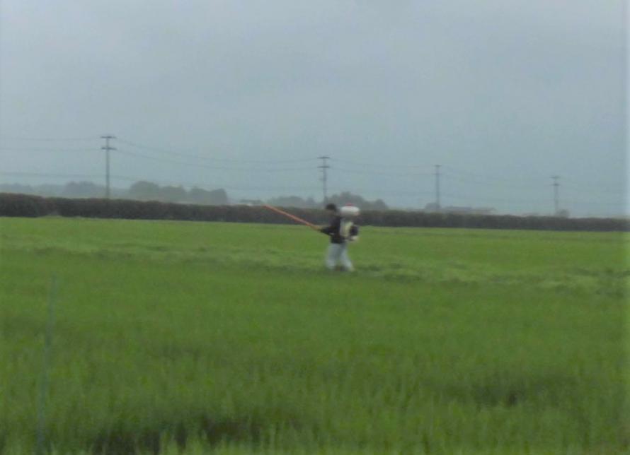 追肥2