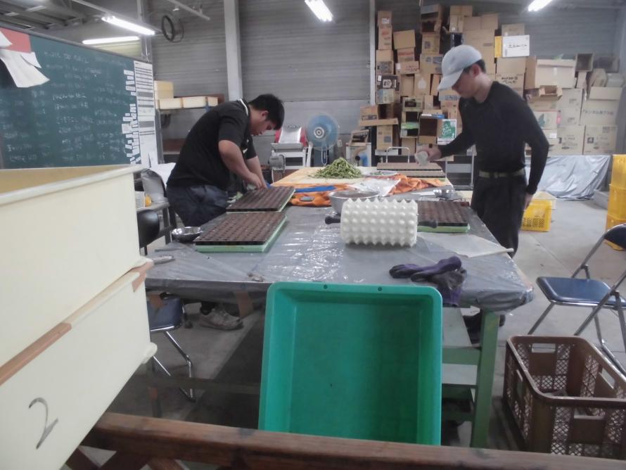 レタス播種作業1