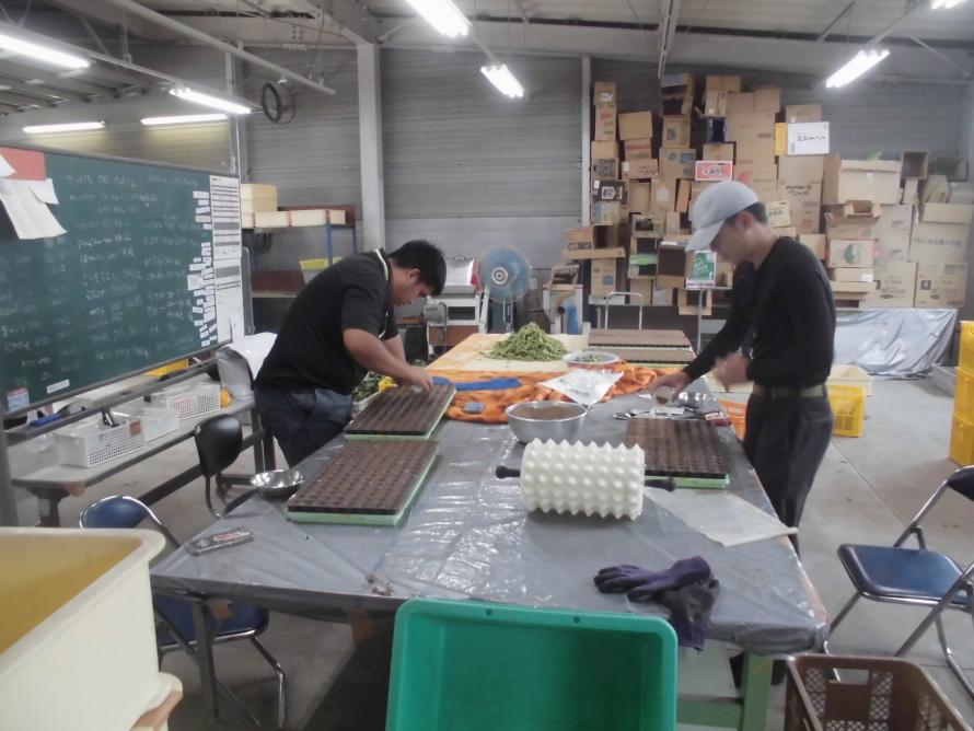 レタス播種作業2