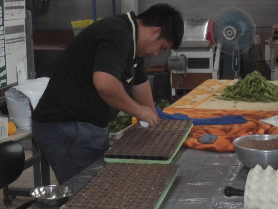 レタス播種作業3