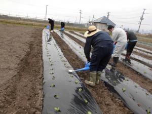 植え穴に薬剤散布