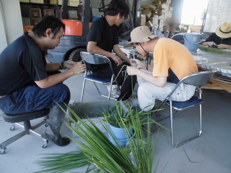 出穂後25日調査1