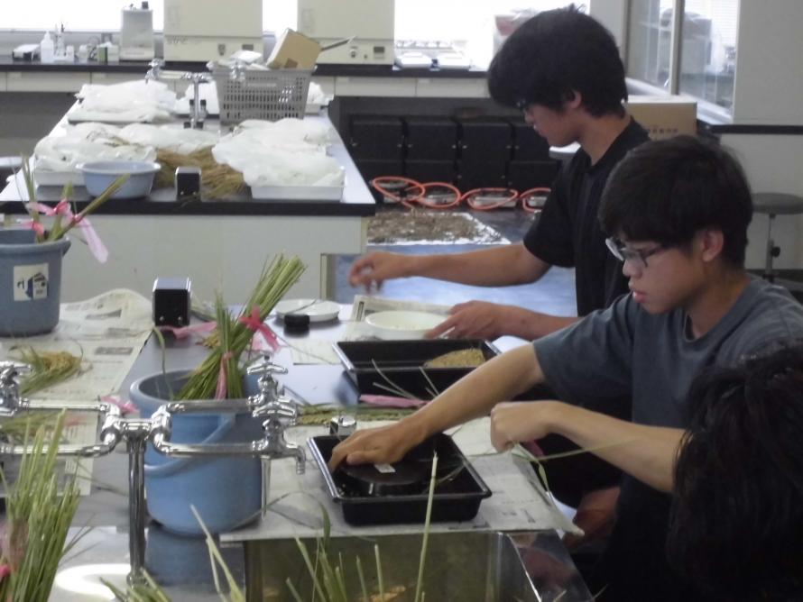 出穂後25日調査2